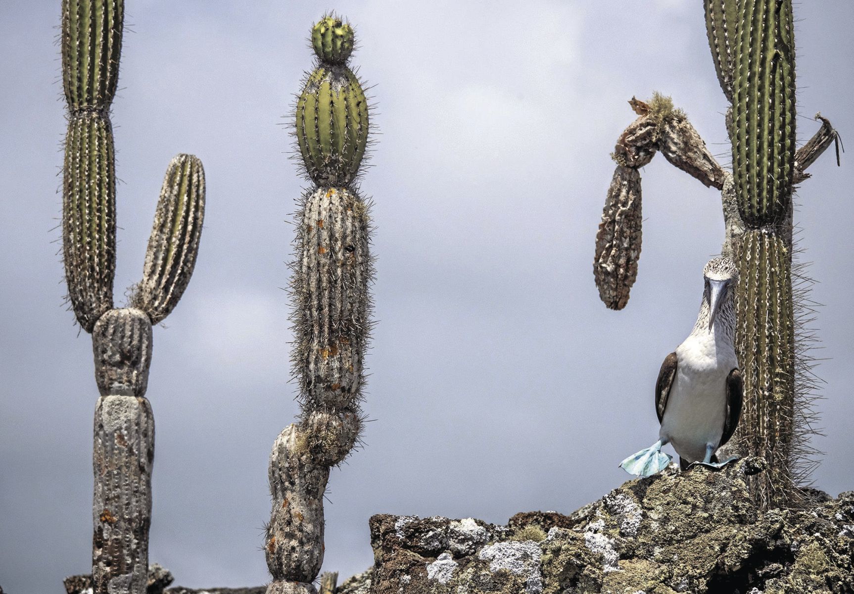 WORLD-NEWS-ENDANGERED-ANIMALS-6-GET